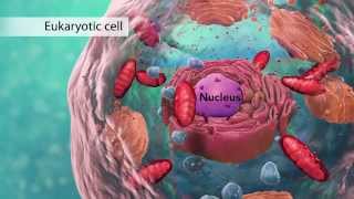 Eukaryotic Cell Organelles Explained [upl. by Brie248]