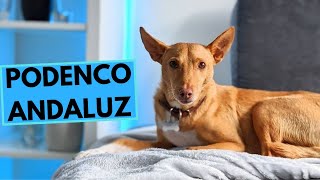 Podenco Andaluz  Andalusian Hound  TOP 10 Interesting Facts [upl. by Bevash]