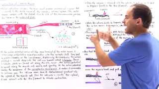 Contraction of Skeletal Muscle [upl. by Aicssej152]