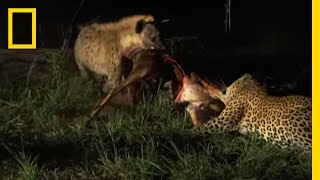 Hyenas Fight Leopard for Kill  National Geographic [upl. by Jacquelin]