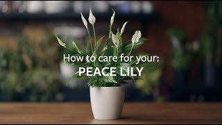 How to care for your Peace Lily  Grow at Home  RHS [upl. by Odel]