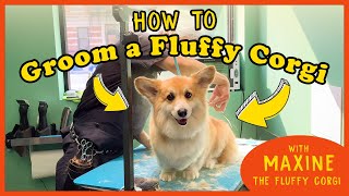 How to Groom the FLUFFIEST CORGI on Instagram [upl. by Bidle]