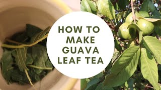 How to Make Guava Leaf Tea [upl. by Leiand]