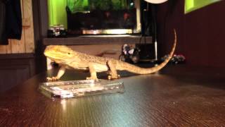 TUTO  Nourrir un lézard [upl. by Ellehsim524]