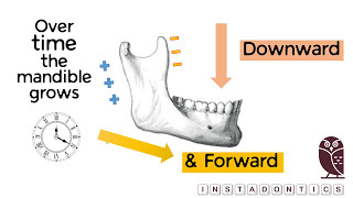 How does the mandible grow [upl. by Ettevey775]