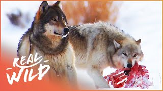 The Wild Wolves Of Yellowstone  The War Of The Wolf Packs Part 2  White Wolf  Real Wild [upl. by Shinberg192]