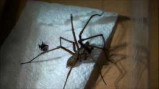 Giant House Spider Handling UK [upl. by Roger]