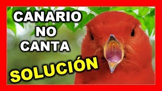 🐦 MÚSICA PARA CANARIOS Profesional🚀 🐦Mejorar y Estimular canto canarios 😱 FUNCIONA canarios [upl. by Leuqar]