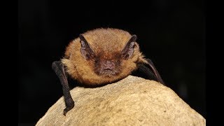 Soprano pipistrelle  Pipistrellus pygmaeus cyprius  Cyprus [upl. by Durrej275]