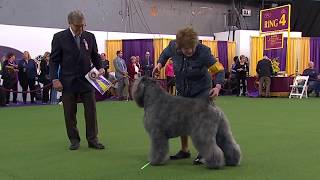 Bouviers des Flandres  Breed Judging 2020 [upl. by Asecnarf]