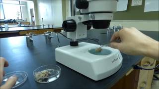 Stereoscopic Binocular Microscope Tutorial  Boston University Biology [upl. by Durarte]