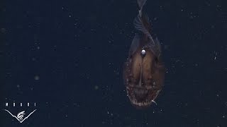 The anglerfish The original approach to deepsea fishing [upl. by Shornick]