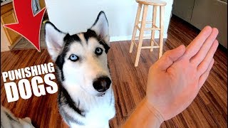 How To Punish Your Husky Or Any Dog [upl. by Ahslek]