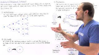 Introduction to Embryological Development [upl. by Favin]