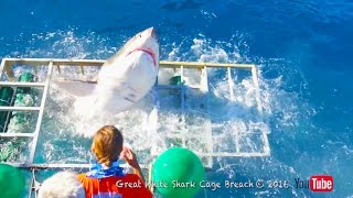 Great White Shark Cage Breach Accident Official [upl. by Noivad]