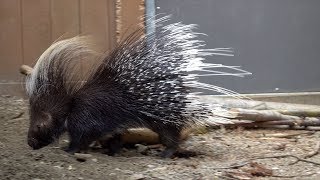 Porky the Porcupine [upl. by Pollyanna470]