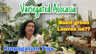 Variegated Alocasia Alocasia Albo Facts Care Tips and Propagation [upl. by Fe]