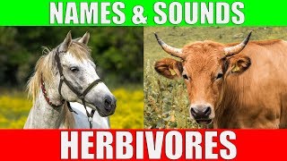 HERBIVOROUS ANIMALS Names and Sounds  Learn Herbivore Animals [upl. by Ahsineb458]