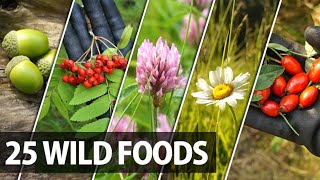 25 Edible Plants Berries and Trees for Wilderness Survival [upl. by Arotak]