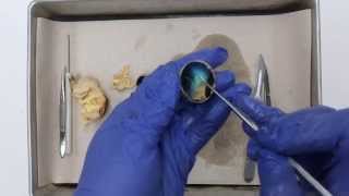 Sheep Eyeball Dissection [upl. by Nyrrad]