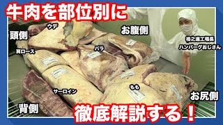 【これであなたもお肉マイスター】半身の牛から部位別牛肉徹底解説！ [upl. by Atenek414]