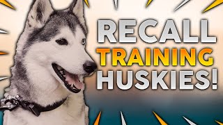 SIBERIAN HUSKY TRAINING Recall Training With Your Siberian Husky [upl. by Grote107]