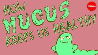 How mucus keeps us healthy  Katharina Ribbeck [upl. by Susanna]