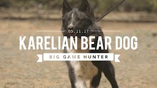 KARELIAN BEAR DOG THE BIG GAME HUNTER [upl. by Okiman]