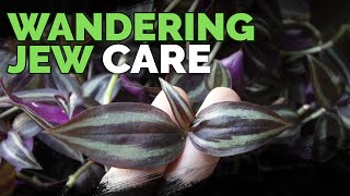 Wandering Jew Plant Care Growing Tradescantia Zebrina [upl. by Oriel]