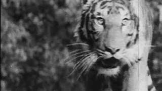 A Tiger Hunt In Bengal 1950s [upl. by Ytte]