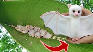 cutest white bat in the world  exploring the internet in hindi  s2e28 [upl. by Ardisj414]