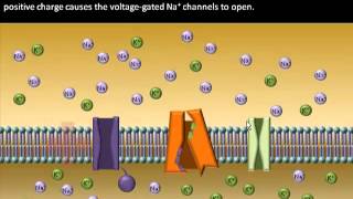 Action Potential Generation in Skeletal Muscle [upl. by Riordan]