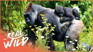 The Lives Of The Rwandan Mountain Gorillas  Gorillas From The Heart Of Darkness  Real Wild [upl. by Immot]