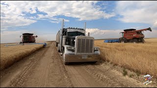 The Best Wheat Harvest Video on YouTube [upl. by Eddra]