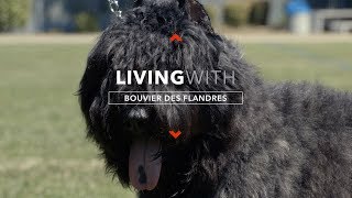 ALL ABOUT LIVING WITH BOUVIER DES FLANDRES [upl. by Deidre]