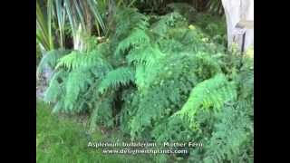 Asplenium bulbiferum  Mother Fern [upl. by Dawkins]