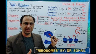 Ribosomes Structure and Functions [upl. by Anaeli]