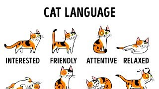 HOW TO UNDERSTAND YOUR CAT BETTER [upl. by Learsiy428]