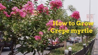 Lagerstroemia indica Growing Guide Crepe myrtle by GardenersHQ [upl. by Lucania]