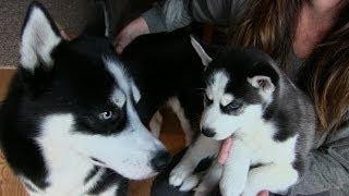 Siberian Husky Puppy meets his Dad [upl. by Abil]