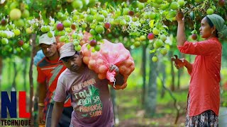 From Farm To Factory Amazing Passion Fruit Processing Technology [upl. by Zzabahs]