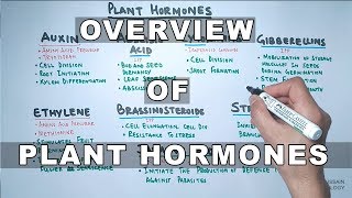 Plant Hormones  Types and Functions [upl. by Ailehpo]