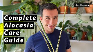 Alocasia Zebrina Complete Care Guide Repotting and Common Problems [upl. by Itsrejk]