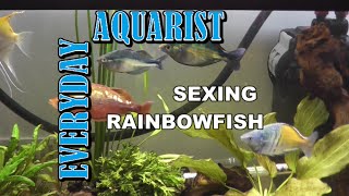 How to tell the gender of Rainbow fish [upl. by Adlecirg]