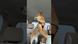 Shiba Inu Scream [upl. by Jayne]