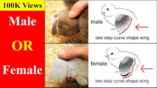 How to Identify Male and Female Chicks [upl. by Cartie670]