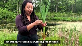 Get to Know Cattails [upl. by Aivital]