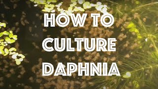 How To Culture Daphnia Magna [upl. by Karame]