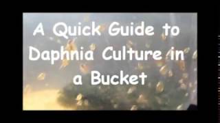 How to culture daphnia outside [upl. by Hapte]