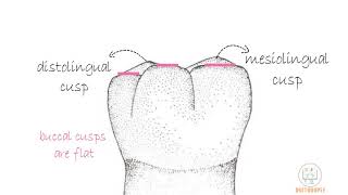 Permanent Mandibular 1st molar Part 1 [upl. by Lysander]